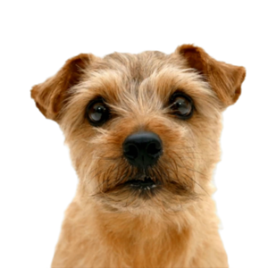 Norfolk Terrier