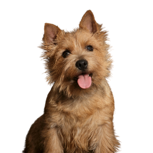 Norwich Terrier