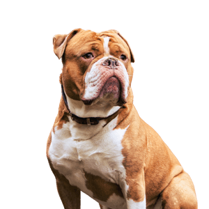 Olde English Bulldogge