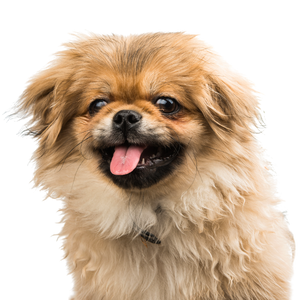Pekingese