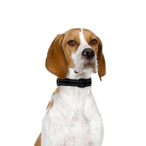 Pointer