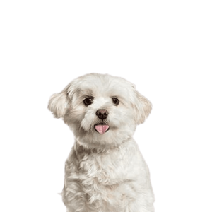 Pomapoo