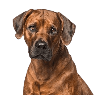 Rhodesian Ridgeback