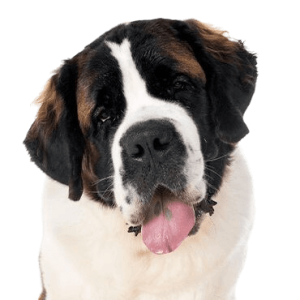Saint Bernard