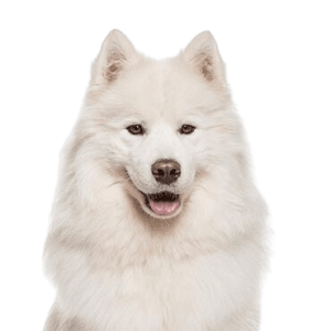 Samoyed