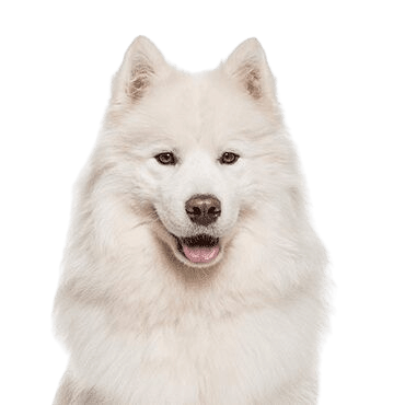 Samoyed