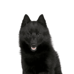 Schipperke