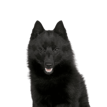 Schipperke