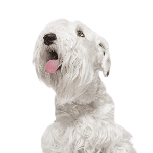 Sealyham Terrier