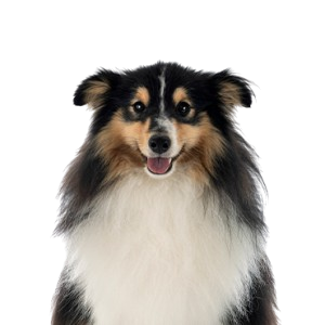 Shetland Sheepdog