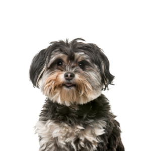 Shih Poo puppy Breed