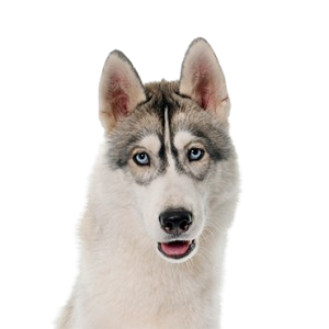 Siberian Husky