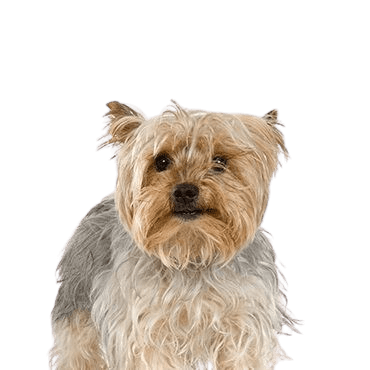 Silky Terrier