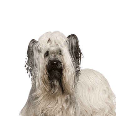 Skye Terrier