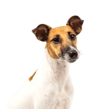 Smooth Fox Terrier