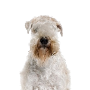 Soft Coated Wheaten Terrier
