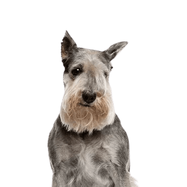 Standard Schnauzer