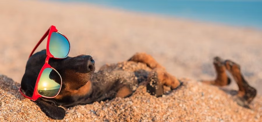 Top Tips for Boarding Your Dog During Summer Vacations!