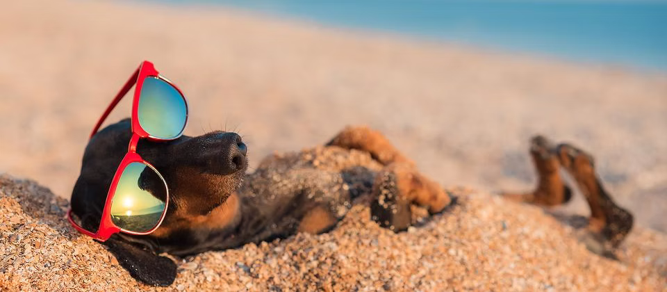 Top Tips for Boarding Your Dog During Summer Vacations!
