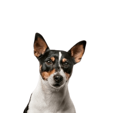 Toy Fox Terrier