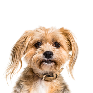 Yorkiepoo