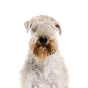 Soft Coated Wheaten Terrier