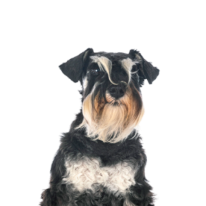 Mini Schnauzer