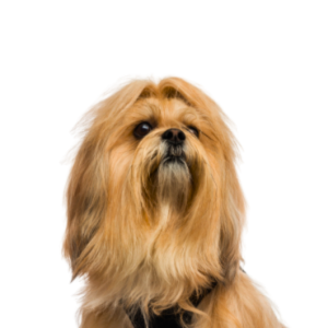 Lhasa Apso