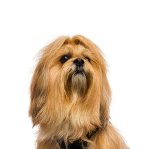 Lhasa Apso