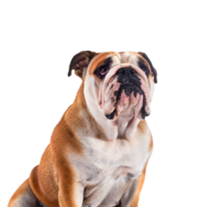 Victorian Bulldog
