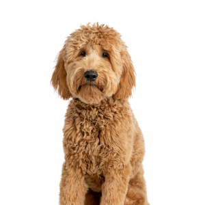Goldendoodle