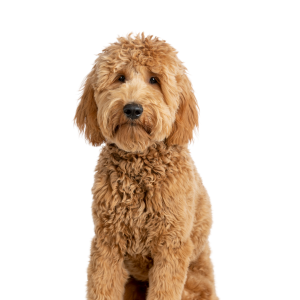 Goldendoodle