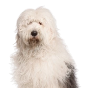 Old English Sheepdog