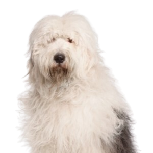 Old English Sheepdog
