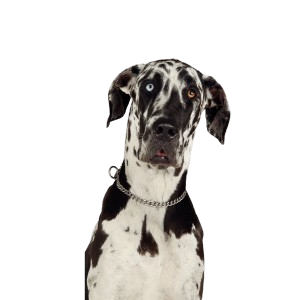 Great Dane