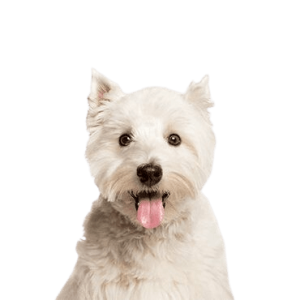 West Highland White Terrier