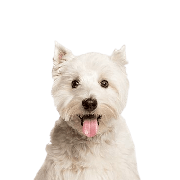 West Highland White Terrier