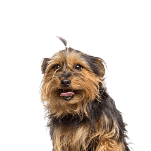 Yorkie Chon