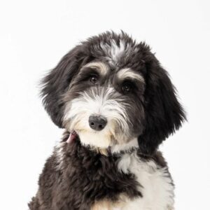 bernedoodle Puppy