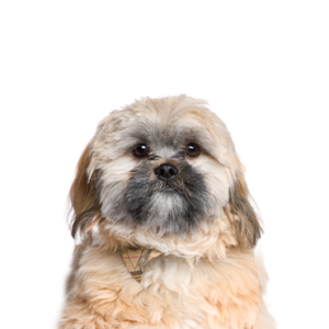 cavachon puppy