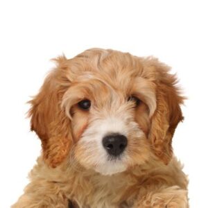 Cavapoo Puppy Breed
