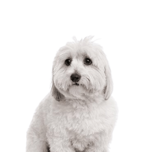 coton de tulear
