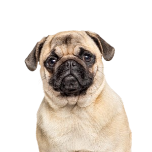 pug