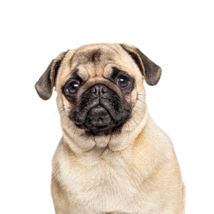 pug