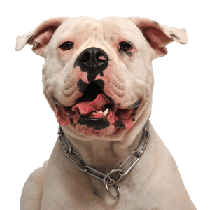 American Bulldog