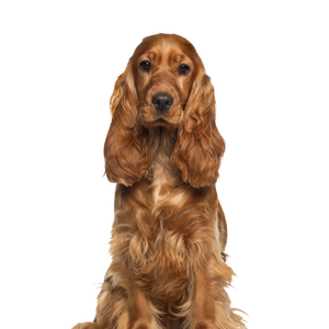 Cocker Spaniel
