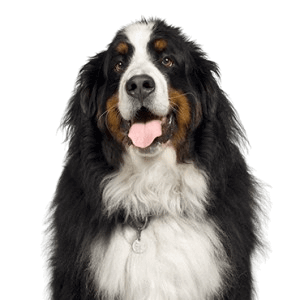 Bernese Mountain Dog