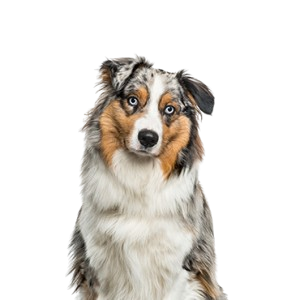 Australian Shepherd