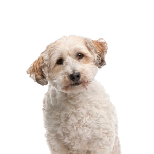 BichaPoo