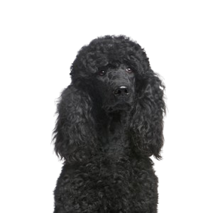 Poodle